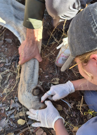 Wildtiererlebnis Afrika